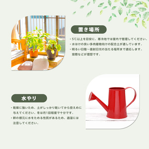 2026年1月中旬～発送【観葉植物】ポニーテール(トックリラン) 60cm～80cm (ブラックシュエット鉢) (Green Base/035-2040) 南国鹿児島県で育った 観葉植物！ トックリラ