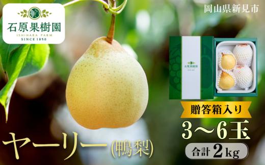 ヤーリー (鴨梨) 3～6玉 約2kg 贈答箱【先行予約 2025年11月中旬から順次発送】