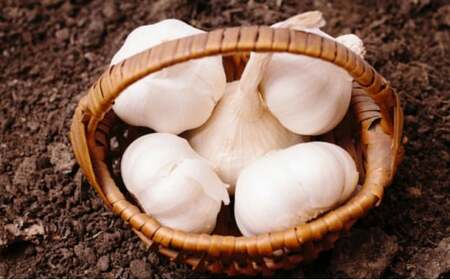 【4月下旬～5月下旬】 生にんにく 新物 約10kg  3Lサイズ 香川県 丸亀市