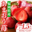 【ふるさと納税】＜容量を選べる・先行予約受付中！2025年2月上旬から3月末にかけて順次発送予定＞あまおう苺・春(計約1kg or 1.5kg)いちご 苺 フルーツ 果物 くだもの 福岡限定 家庭用 冷蔵 ＜離島配送不可＞【ksg0045・ksg0101】【南国フルーツ】