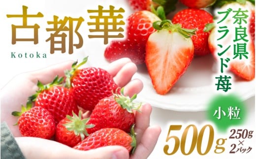 ブランド苺 新鮮 古都華 (小粒) 約500g [250g×2パック] 【2026年1月上旬～5月下旬に順次発送】／ スマイル葛城農業 ブランド いちご 苺 ことか イチゴ スイーツ フルーツ 甘い 