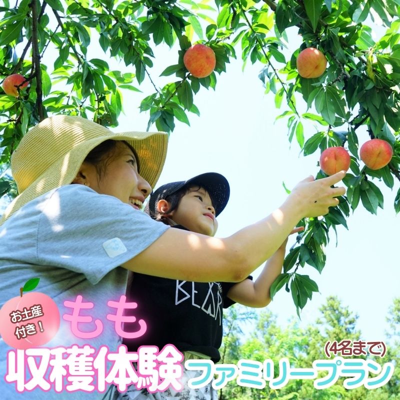 【ふるさと納税】お土産付き 収穫体験ファミリープラン 4名まで / あおぞらふぁーむ 桃 完熟 かつらぎ町 高野山 和歌山県 体験型返礼品 収獲体験 体験 もも【aozf011】
