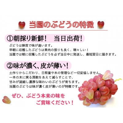 【2025年先行受付】訳あり品フルーツ王国岡山の人気ぶどう　ピオーネ1房500g以上!【配送不可地域：離島】