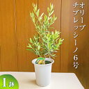 【ふるさと納税】オリーブ チプレッシーノ6号 ※離島への配送不可| 観葉植物 植物 グリーン オリーブの木 チプレッシーノ 室内 苗 鉢植え シンボルツリー ギフト 贈答 贈り物 プレゼント お中元 お歳暮 直送 農家直送 茨城県 古河市 送料無料 _BZ10