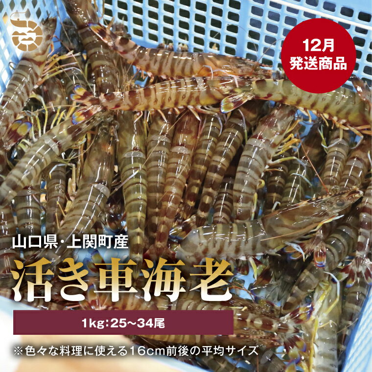 【ふるさと納税】〈12月発送・年内発送〉C-4　活き車えび（約1,000g）