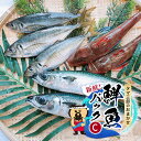 【ふるさと納税】新鮮！ タマ三郎のおまかせ鮮魚パックC 朝獲れ 新鮮 湘南　お届け：2024年11月まで