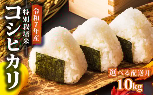 【2026年2月発送】 令和7年産 特別栽培米 コシヒカリ 10kg 減農薬 特栽米 新潟県産コシヒカリ 新発田産 新潟 米 アグリ中俵 新潟県 新発田市 nakatawara002_202602