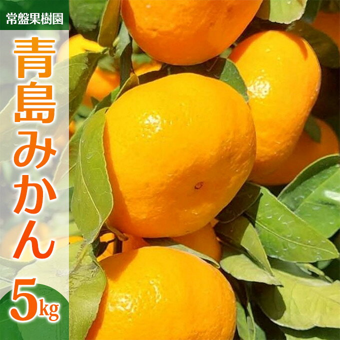 【ふるさと納税】青島みかん（5kg）※12月中旬～下旬発送 | みかん 青島みかん 青島 フルーツ 柑橘 湯河原 人気 おすすめ 送料無料