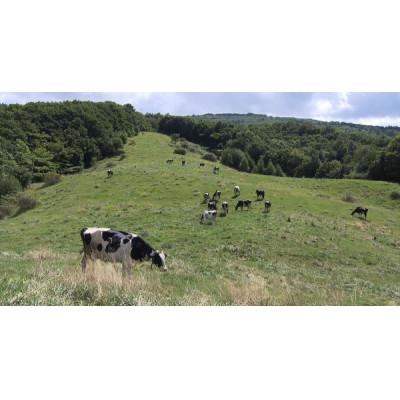 ふるさと納税 岩泉町 岩泉のむヨーグルト200ml×24本 |  | 01
