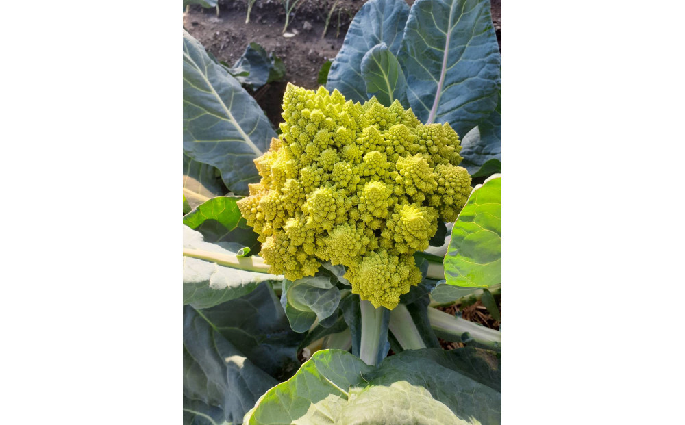 旬のお野菜詰め合わせセット【配送不可：北海道・沖縄・離島（一部除く）・島しょ部】