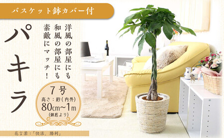 【観葉植物】パキラ 7号 ホワイトバスケット鉢カバー 高さ：約80cm～1m内外(鉢底より) ｜観葉植物 パキラ 鉢カバーつき