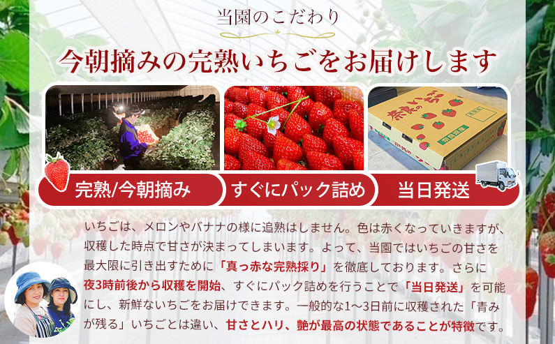 【 いちご１２月から計6回定期便 】 ◆古都華　約３００g×２パック×６回 ◆ 【今朝摘みの丸笑いちご園】 ／ フルーツ いちご 苺 イチゴ 果物 くだもの 新鮮 完熟 朝採り 高級 希少品種 甘い 