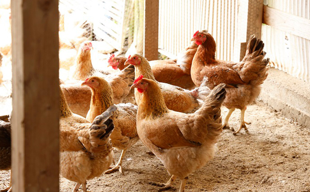 媛っこ地鶏 極上モモ焼き鳥 セット【15本】（906）