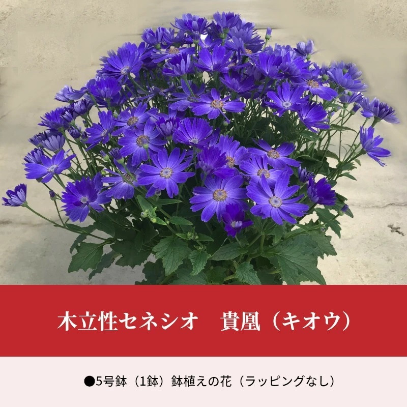
            【ふるさと納税】木立性セネシオ　貴凰（キオウ） 5号鉢 鉢植え 園芸品種 [ 園芸 お取り寄せ ギフト 観賞用 花 フラワー 鉢植え 生花 お洒落              返礼品 三豊市 三豊園芸 ] 【1月～2月発送】
          