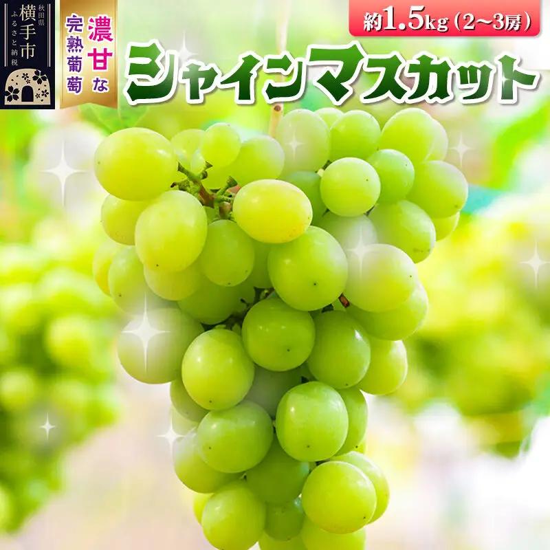 【先行受付】9月中旬より発送 横手市大沢地区産のぶどう（シャインマスカット）約1.5kg（2～3房）濃甘な完熟葡萄