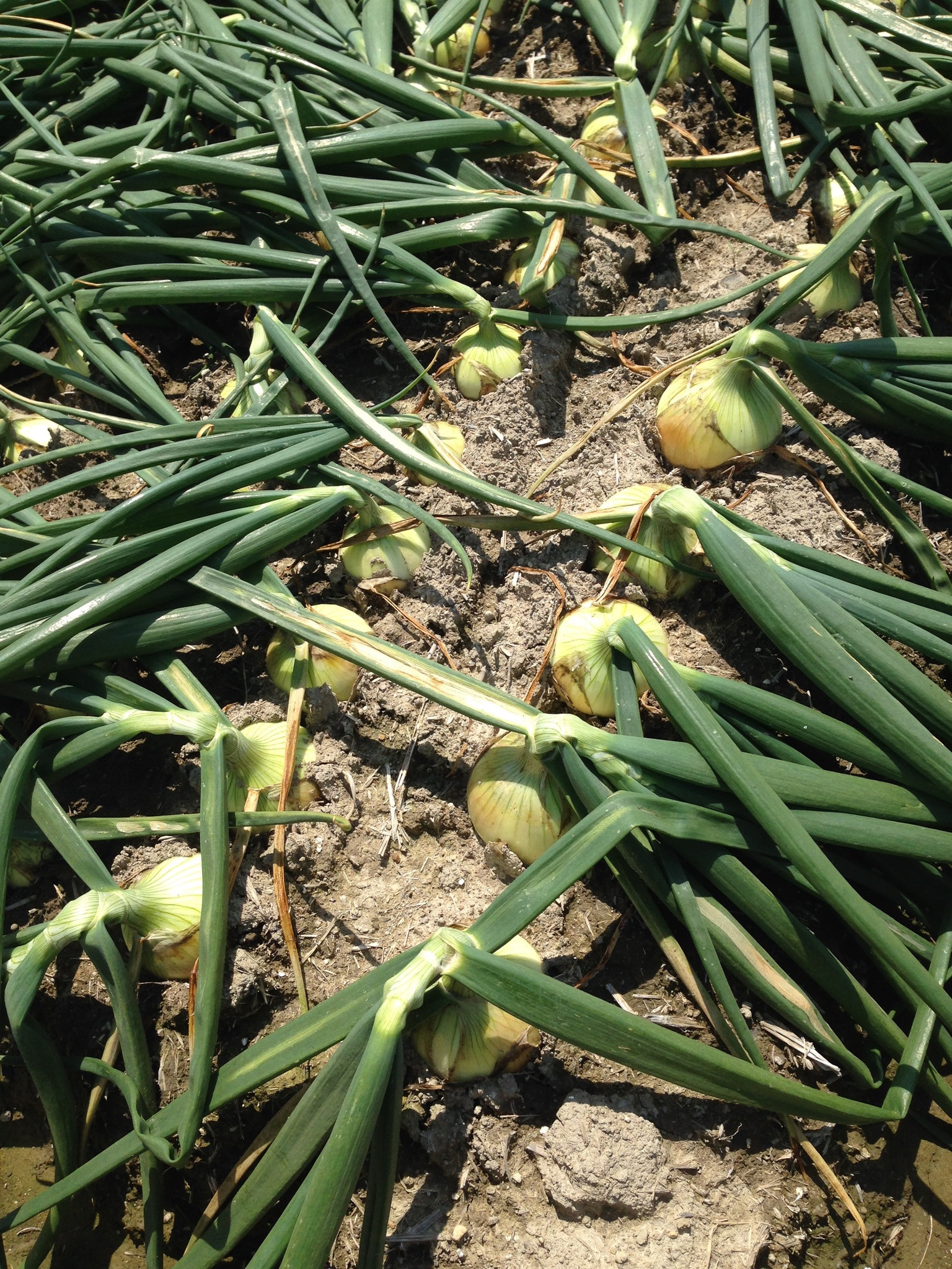 【Hope Will】新玉ねぎ　シャーロットオニオン 10kｇ