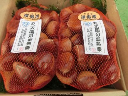 【数量・期間限定】低温熟成 追熟がんね栗 1.8Kg | 古河市産和栗 栗 和栗 くり 国産 茨城県産 クリ ※離島への配送不可 ※2024年10月中旬頃より順次発送予定 _BF16