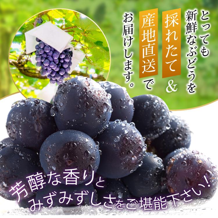 種なしぶどうの定番！