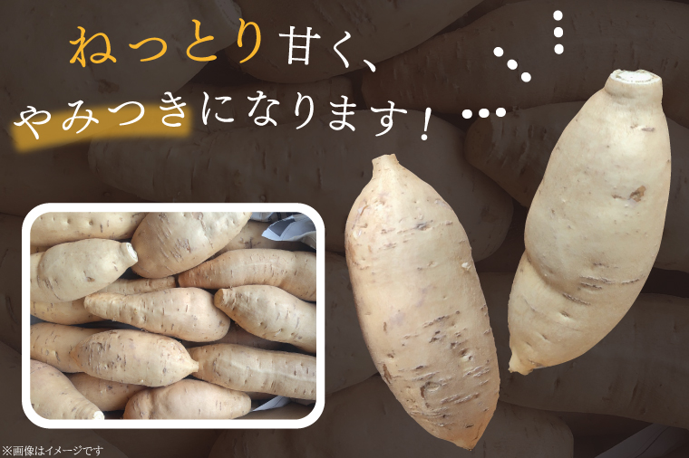 さつまいも きみまろこ 約5kg｜茨城県 行方市 ふるさと納税 芋 いも さつまいも サツマイモ さつま芋 お芋 おいも きみまろこ 5kg 10000円 1万円 渋谷農園 さつまいも博(BZ-44)