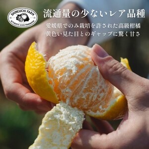 愛媛みかんの老舗厳選 【媛小春 2kg】【希少柑橘】『黄色いのに驚きの甘さ』新口農園【C70-60】【1592106】