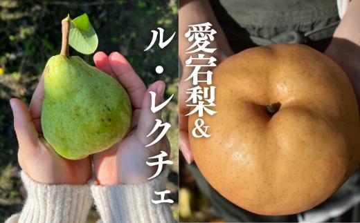 【きよとうファーム】あたご梨＆ル・レクチェ ご家庭用 5-7玉 (岡山県産)  / あたご梨 愛宕梨 梨 ご家庭用 果物 くだもの フルーツ 和梨【KF-C019-01】