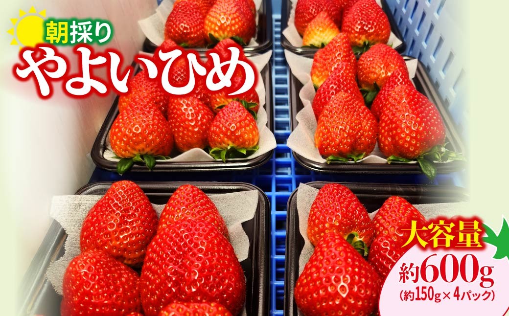 
                  いちご やよいひめ 150gパック×4パック 計600g 2026年全国いちご選手権入賞 2027年 先行予約  | コク 甘み 朝採れ イチゴ 苺 高品質 たっぷり 新鮮 完熟 旬 ストロベリー 高級 産地直送 果汁 甘い あまい 人気 高評価 高糖度 ごほうび プレゼント 朝採れ やよいひめ 贈答用 あすかファーム 群馬県 前橋市
                