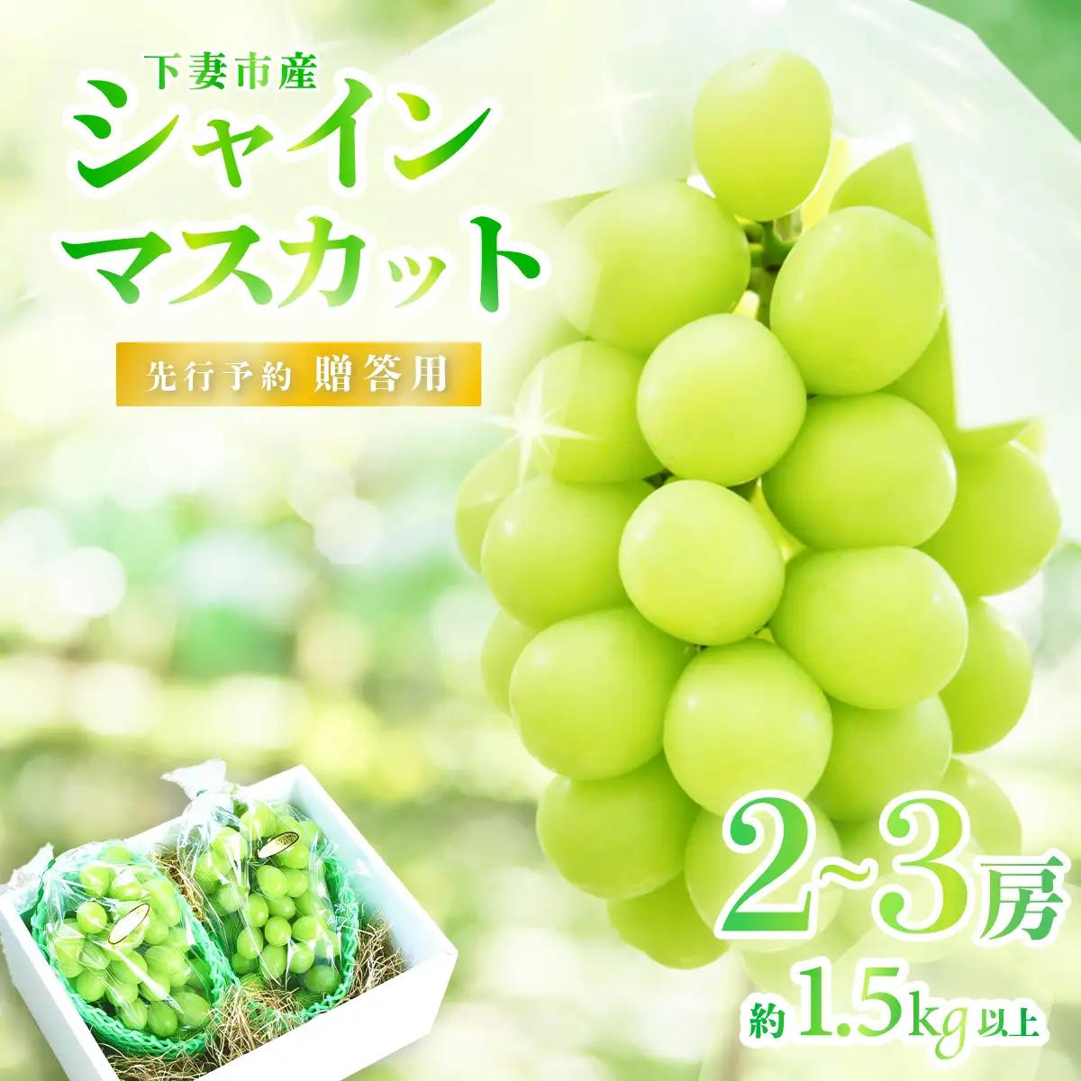 シャインマスカット  2～3房 ( 約1.5kg ) 贈答用 シャインマスカット 