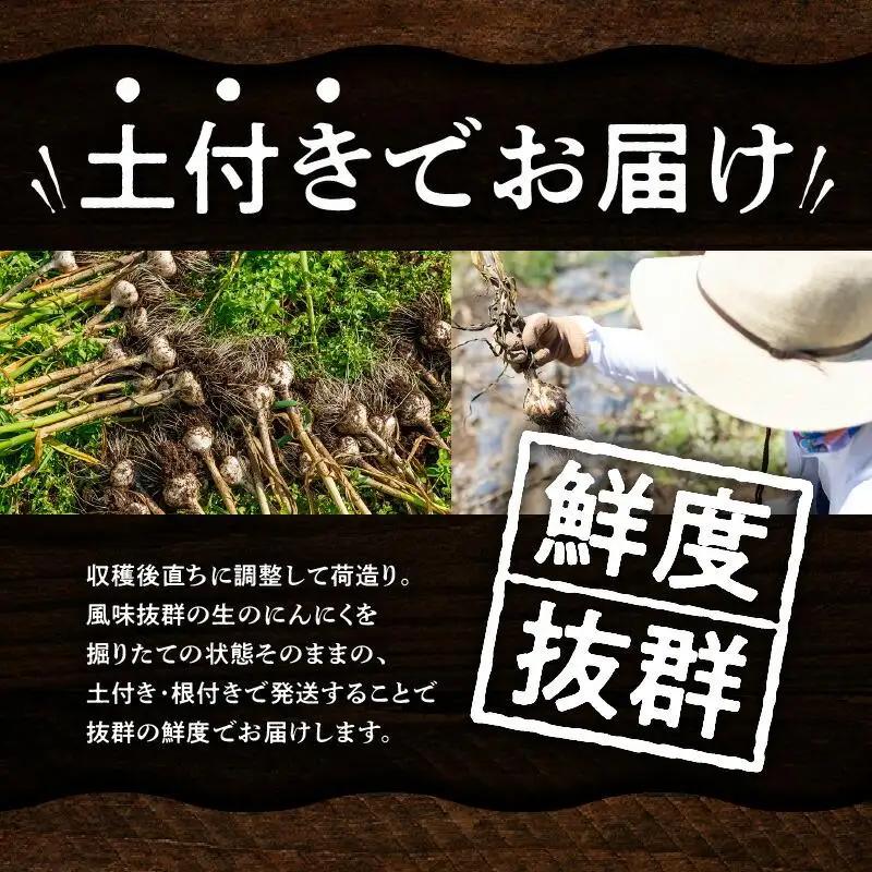 土付きにんにく 約2kg【2027年5月上旬～2027年6月中旬配送】| にんにく