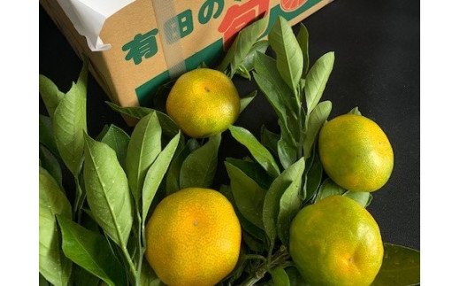 BF6042n_【2025年先行予約】【数量限定】 ゆら早生みかん 5kg 赤秀 Мサイズ