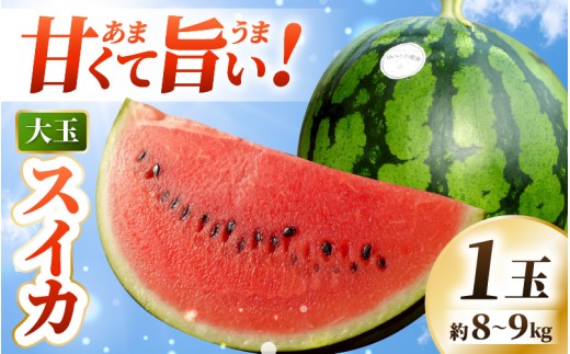 【先行予約】 坂井市産 ハウススイカ 1玉入り 8～9kg (大玉) 一度食べたらやみつき！甘さと美味しさに心が弾む ハウススイカ！ 【2026年6月中旬以降順次発送予定】【スイカ 西瓜 すいか デザート 果物 くだもの 夏 甘い ジューシー 旬の果物 産地直送】 [A-16205]