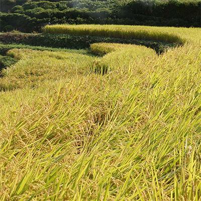 ふるさと納税 津和野町 高津川の恵み 特別栽培米ヘルシー元氣米2kg×2袋(4kg)(令和6年産) |  | 02