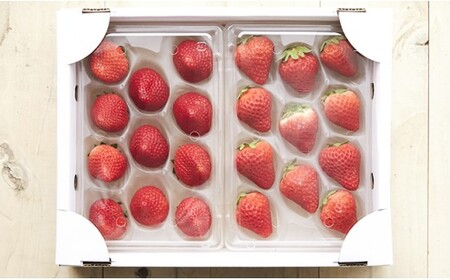 【先行予約】四季成りいちご 2種食べ比べ 400g ( 200g × 2パック ) 品種おまかせ 〈 なつあかり 信大BS8-9 夏の輝 夏のしずく すずあかね 〉【 詰め合わせ ギフト イチゴ 苺 
