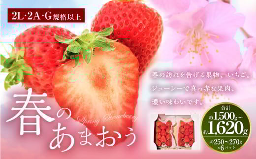 春のあまおう （2L・2A・G規格以上 6パック）【数量限定】【2026年3月上旬～4月下旬発送予定】あまおう いちご イチゴ 苺 フルーツ 果物