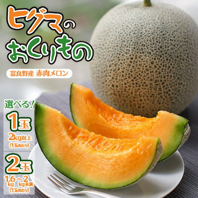 【ふるさと納税】【選べる数量】ヒグマのおくりもの　富良野メロン(赤肉)1玉計2.0kg以上/2玉計3.2kg以上_ メロン めろん 富良野メロン 赤肉 赤肉メロン 北海道 富良野産 果物 くだもの フルーツ デザート 甘い 国産 産直 産地直送 ギフト プレゼント 送料無料 【G1519706】