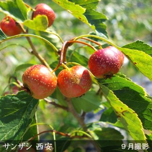 ＜すだ農園＞大苗◆ サンザシ(山査子)(品種おまかせ)[地中ポット苗]《果樹 果樹苗 健康 苗木 北京 西安》 ※2025年11月中旬～2026年5月下旬頃に順次発送予定 ※北海道・沖縄・離島への発送