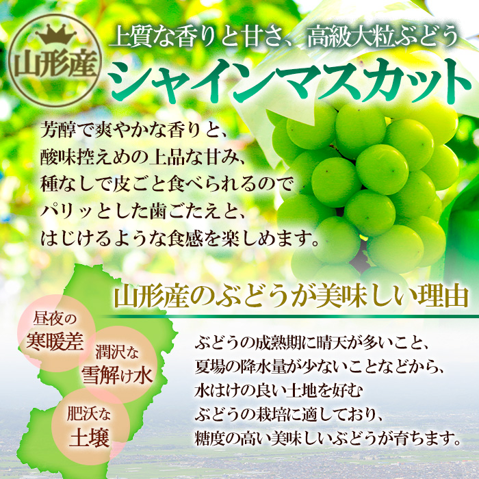 山形市産 シャインマスカット 秀 約1kg以上(2房)[後半] 【令