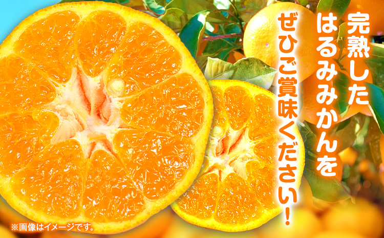 【先行予約】果肉ぷりぷり！ 完熟はるみ 約5kg 株式会社魚鶴商店 《2026年2月中旬-3月中旬頃出荷予定》 和歌山県 日高町 はるみ みかん ミカン 蜜柑 フルーツ 柑橘st-p