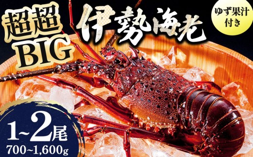 
                  ＜選べる容量＞1000尾に1尾レベル！超超BIG伊勢海老 1尾/2尾｜国産 東洋町産 天然 新鮮 海鮮 四国 お取り寄せ お祝い 記念日 贈り物 送料無料
                