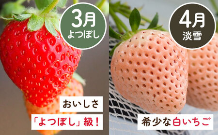 【2026年発送分 先行予約】【全4回定期便】いちご4品種食べ比べ（いちごさん・さがほのか・よつぼし・淡雪） / フルーツ / 佐賀県 / 岸川農園 [41ASAG033]