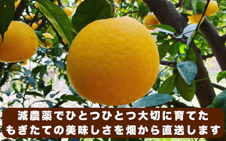 先行予約 訳あり 河内晩柑 愛南ゴールド 10kg 愛南 フルーツ 柑橘 訳あり 河内晩柑 訳あり 愛南ゴールド 愛媛 みかん 国産 果物 訳あり 河内晩柑 愛南ゴールド 傷あり 旬 お届け ブランド