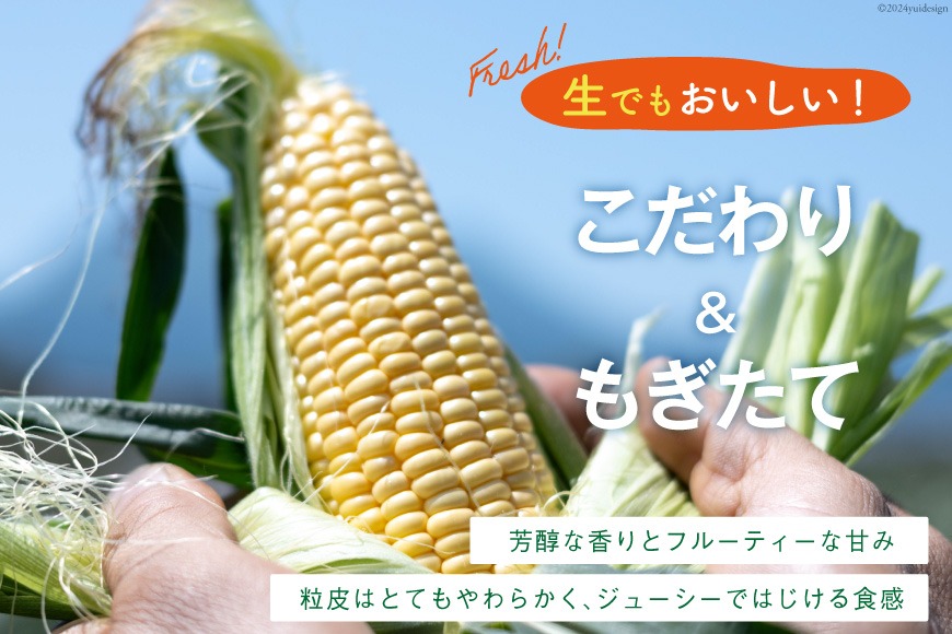 AI207【令和8年度出荷分】とうもろこし スイートコーン イエロー 2L~3Lサイズ 11本~12本 計5kg [ トウモロコシ コーン ゴールドラッシュ 野菜 5キロ さかいさんち SAKAI FARM 長崎県 島原市 ]