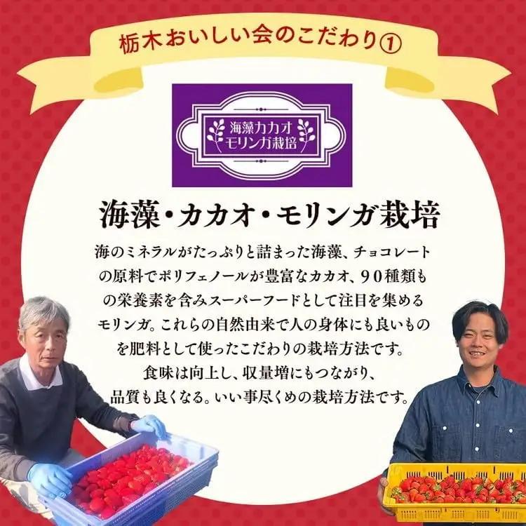 栃木おいしい会のいちご（とちあいか）260g×8パック（2080g）｜栃木県共通返礼品 栃木県産 ※2027年1月～発送