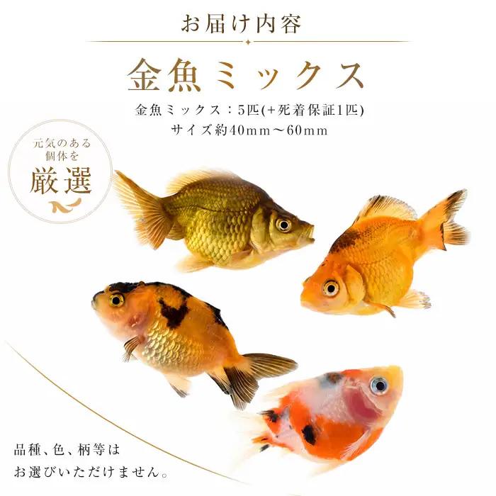 10営業日以内に発送 温水育ち 金魚ミックス5匹 otofarm IB148-002 ※北海道・沖縄・離島配送不可※ 金魚 金魚