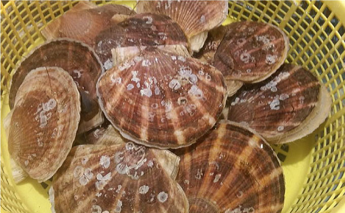 【北海道から直送!!】殻付活ホタテ貝（6.0kg詰）18～30枚入 ふるさと納税 ほたて F4F-7719