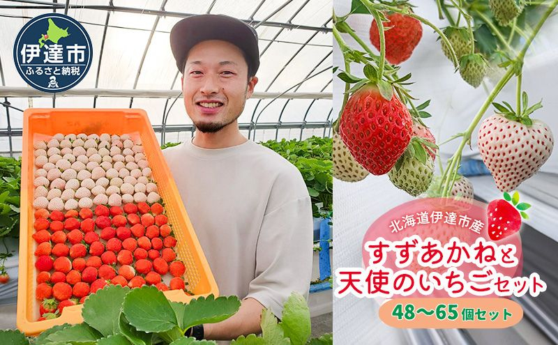 
[№5525-0948]北海道 伊達市 すずあかね と 天使 の いちご セット 25～35個入り 苺 イチゴ スイーツ デザート 果物 甘い 赤 白 鮮やか 新鮮 ケーキ お菓子作り 希少
