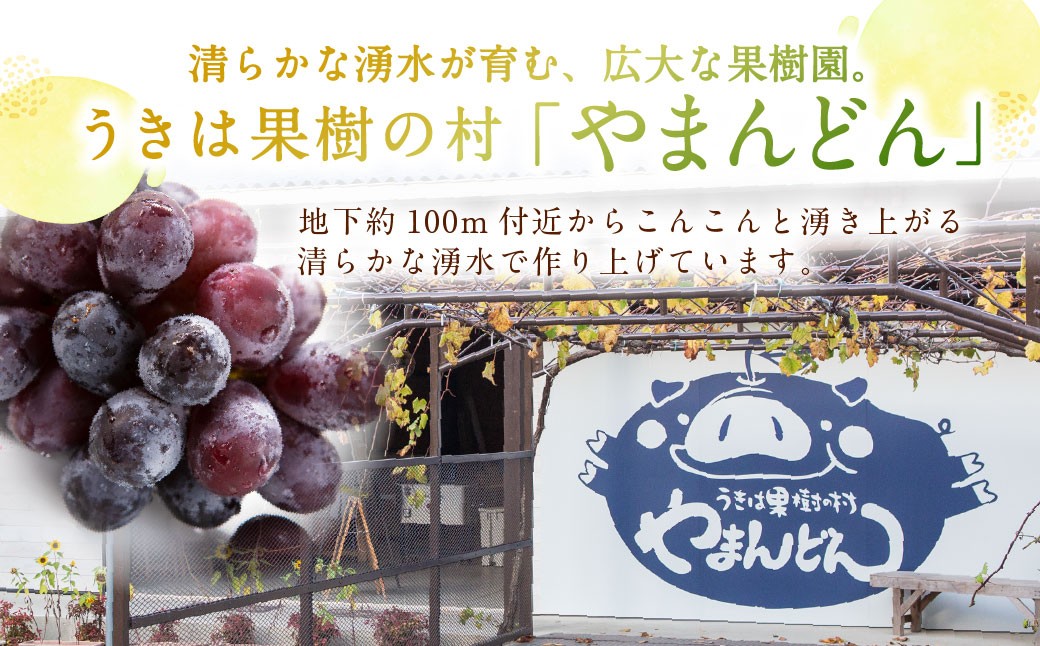 巨峰 3～5房 （約2kg）