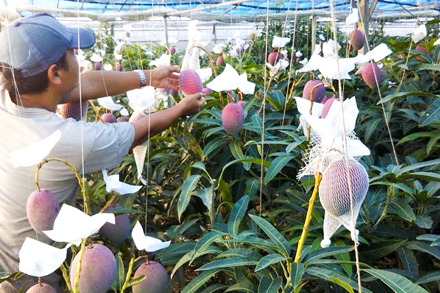 【2026年発送】伊敷さん家の美味しい完熟マンゴー1kg（ご家庭用）