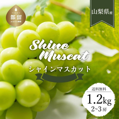 【2026年先行予約】【山梨県都留市ふるさと納税】クール便配送　山梨県産シャインマスカット1.2kg(2～3房)  ブドウ　ぶどう　葡萄　シャイン　シャインマスカット　先行予約　フルーツ　