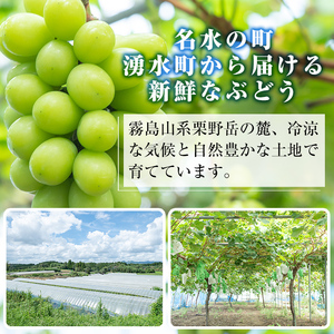 y418 ≪期間限定！先行予約受付中！2025年8月中旬以降順次発送≫ 訳あり！シャインマスカット(約1.2kg) 国産 九州産 鹿児島産 湧水町 マスカット 葡萄 ぶどう ブドウ 果物 くだもの フ
