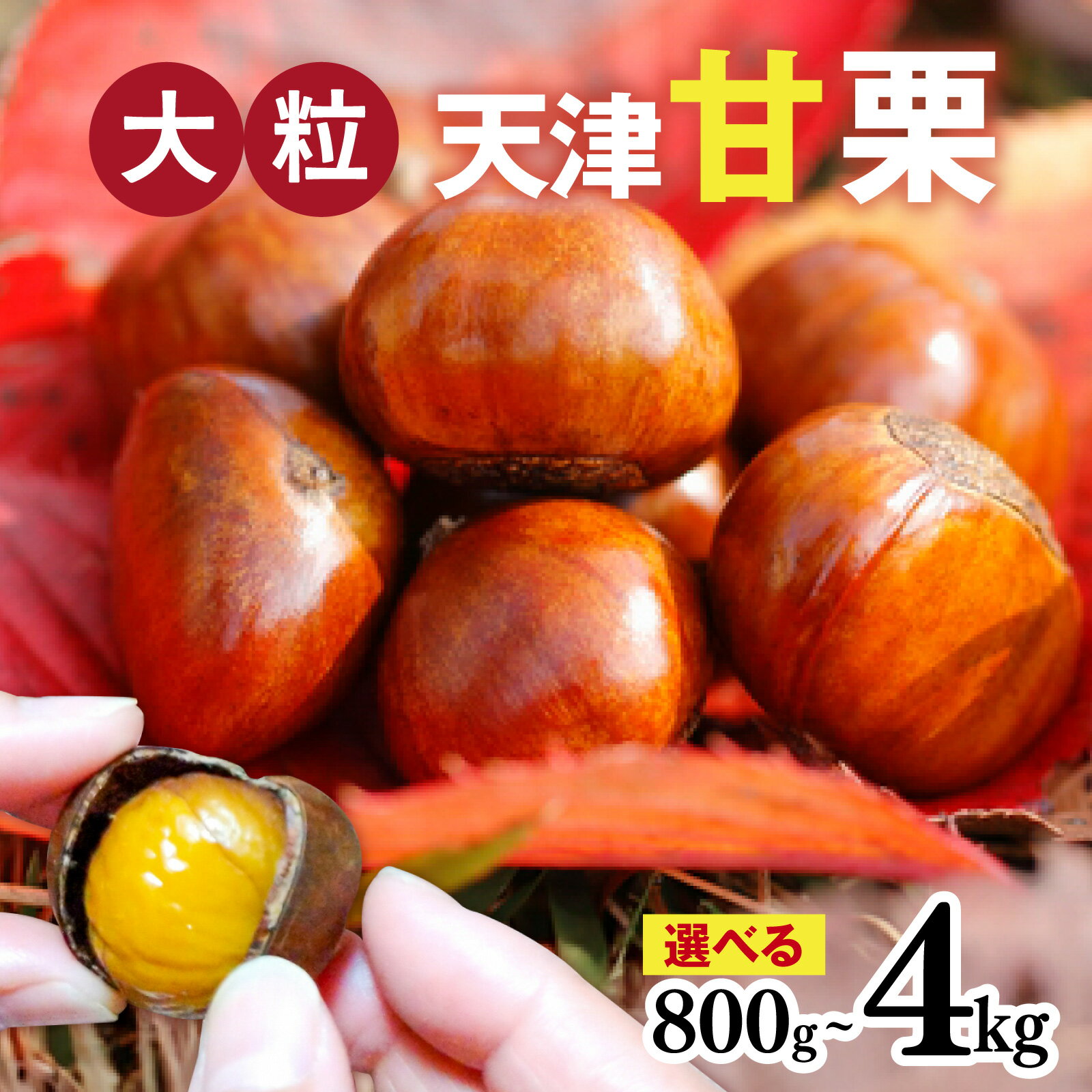 【ふるさと納税】【レビューキャンペーン】【先行予約】 天津甘栗 選べる容量 800g/1.1kg/2kg/2.5kg/4kg 【 2025年10月下旬より順次発送予定 】 栗 兵庫 兵庫県 おやつ 特選大粒栗 大粒 おやつ お菓子 スイーツ 栗好き 焼き栗 焼き 栗 マロン 国産 こだわり製法